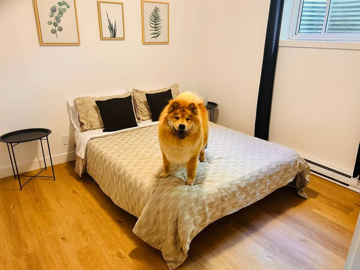 Fluffy dog standing on a freshly made bed at Villa Foresta