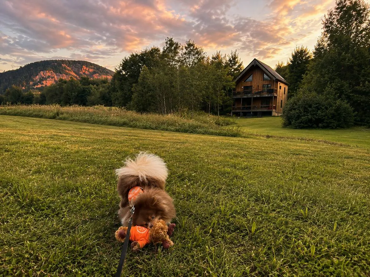 Fluffy dog running through the meadow at sunset with Villa Foresta and the mountain behind