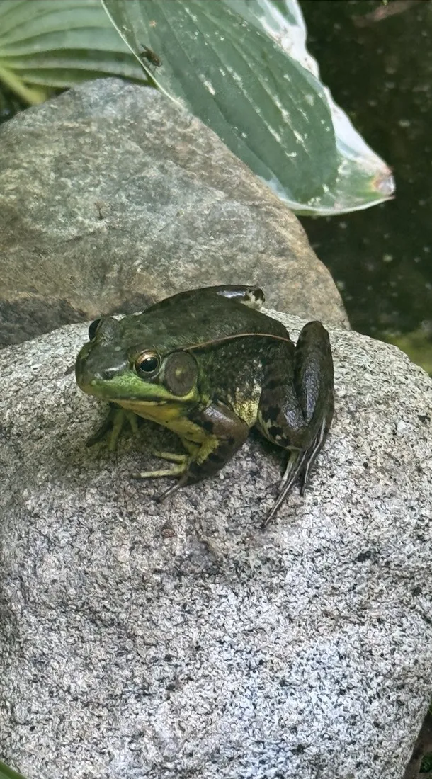 A frog resting on a granite boulder beside the garden pond