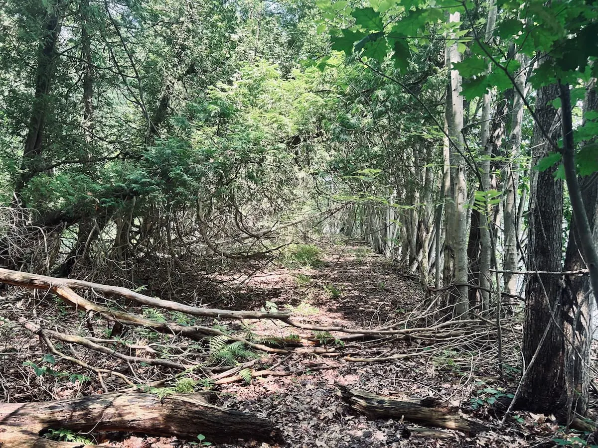 A forest trail near the Southborough home